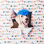 Que is registered to the contest to win money with this photo: dog, birthday, wrapping_paper, blue_wig, celebration, party, smiling, happy, pet, cute, animal, festive, colorful, fun, portrait, breaking_through, background, face, excited, decorations