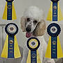Que joined the competition — help win amazing prizes! dog, poodle, white_dog, awards, ribbons, american_kennel_club, pet, animal, happy, portrait, indoor, celebration, achievement, canine, competition, proud, fluffy, face, tongue_out, cute