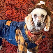 Que joined the competition — help win amazing prizes! dog, costume, scarecrow, hat, plaid_shirt, denim_overalls, scarf, white_fur, portrait, pet, animal, indoor, spiderweb_background, halloween, cute, fashion, canine, seasonal, festive, decor