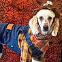 dog, costume, scarecrow, hat, plaid_shirt, denim_overalls, scarf, white_fur, portrait, pet, animal, indoor, spiderweb_background, halloween, cute, fashion, canine, seasonal, festive, decor