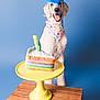dog, blue_mohawk, birthday_bandana, plush_cake, yellow_cake_stand, wooden_crate, blue_background, happy, celebration, pet, studio_photo, smiling, costume, fun, colorful, party, animal, portrait, cute, indoor