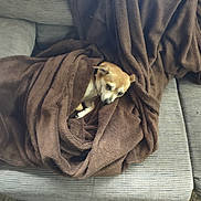 Peanut is registered to the contest to win money with this photo: animal, blanket, brown, canine, comfort, couch, cozy, cute, dog, fur, gray, home, indoor, pet, relaxing, resting, small_dog, snug, soft, wrapped