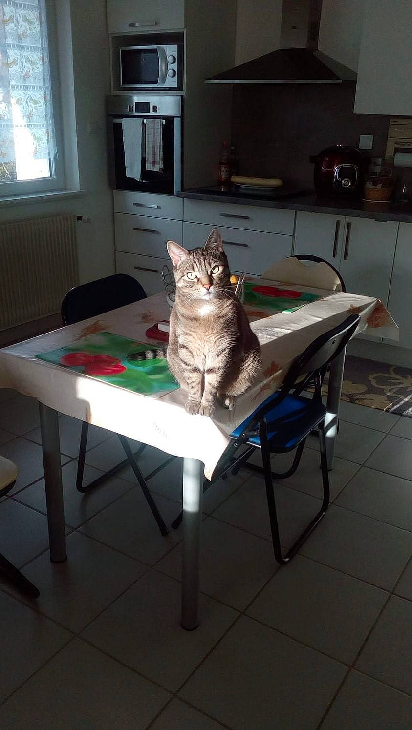 Moustik a rejoint le concours — aidez-le/la à gagner de superbes lots ! cabinetry, carnivore, cat, comfort, felidae, floor, flooring, furniture, grey, hardwood, interior_design, shelf, shelving, small_to_medium_sized_cats, table, tail, television, whiskers, window, wood