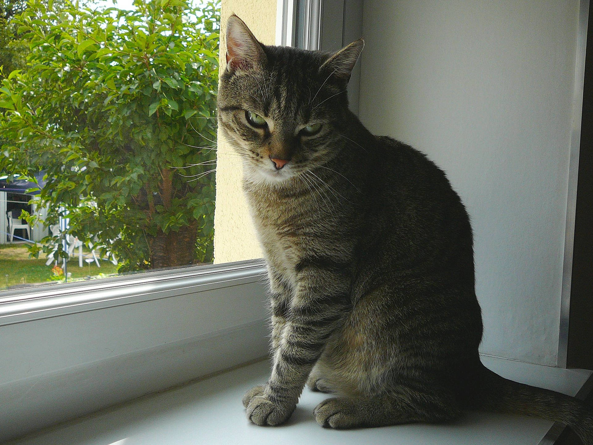 Moustik a rejoint le concours — aidez-le/la à gagner de superbes lots ! carnivore, cat, domestic_short_haired_cat, eye, felidae, fur, grass, grey, paw, plant, sash_window, sitting, small_to_medium_sized_cats, snout, tail, terrestrial_animal, tree, whiskers, wildlife, window