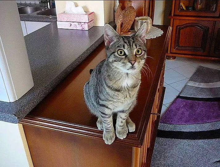 Moustik a rejoint le concours — aidez-le/la à gagner de superbes lots ! cabinetry, carnivore, cat, comfort, domestic_short_haired_cat, door, felidae, flooring, fur, grey, hardwood, houseplant, room, small_to_medium_sized_cats, snout, tail, whiskers, window, wood, wood_stain