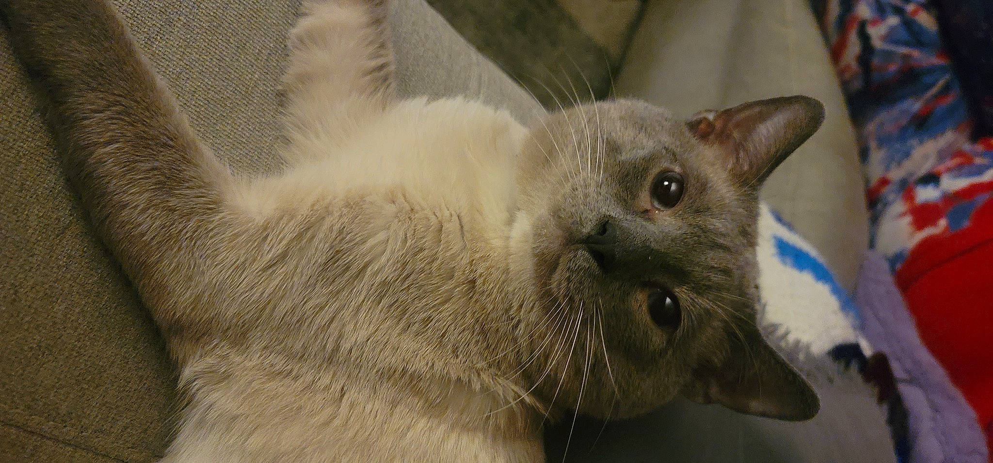 Capone joined the competition — help win amazing prizes! carnivore, cat, claw, comfort, domestic_short_haired_cat, fawn, felidae, fur, paw, russian_blue, small_to_medium_sized_cats, snout, terrestrial_animal, tonkinese, whiskers, wildlife