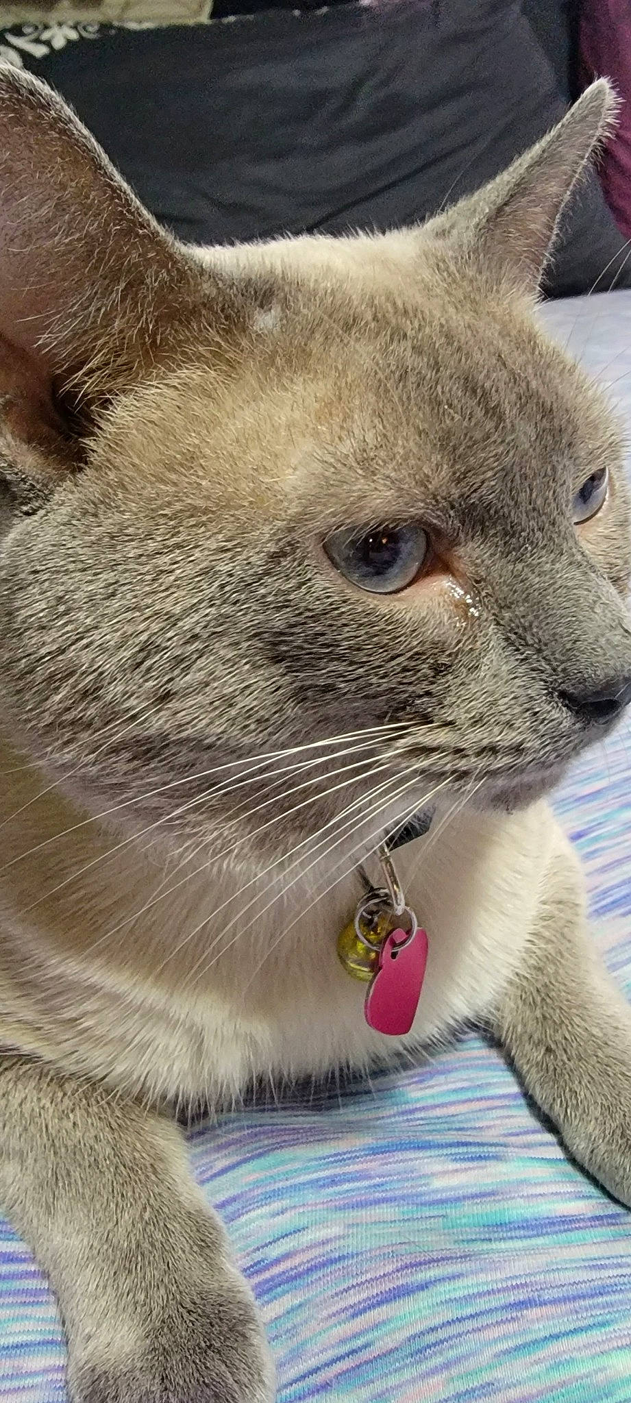 Capone is registered to the contest to win money with this photo: carnivore, cat, claw, domestic_short_haired_cat, fawn, felidae, fur, photo_caption, small_to_medium_sized_cats, snout, terrestrial_animal, whiskers, wildlife, window