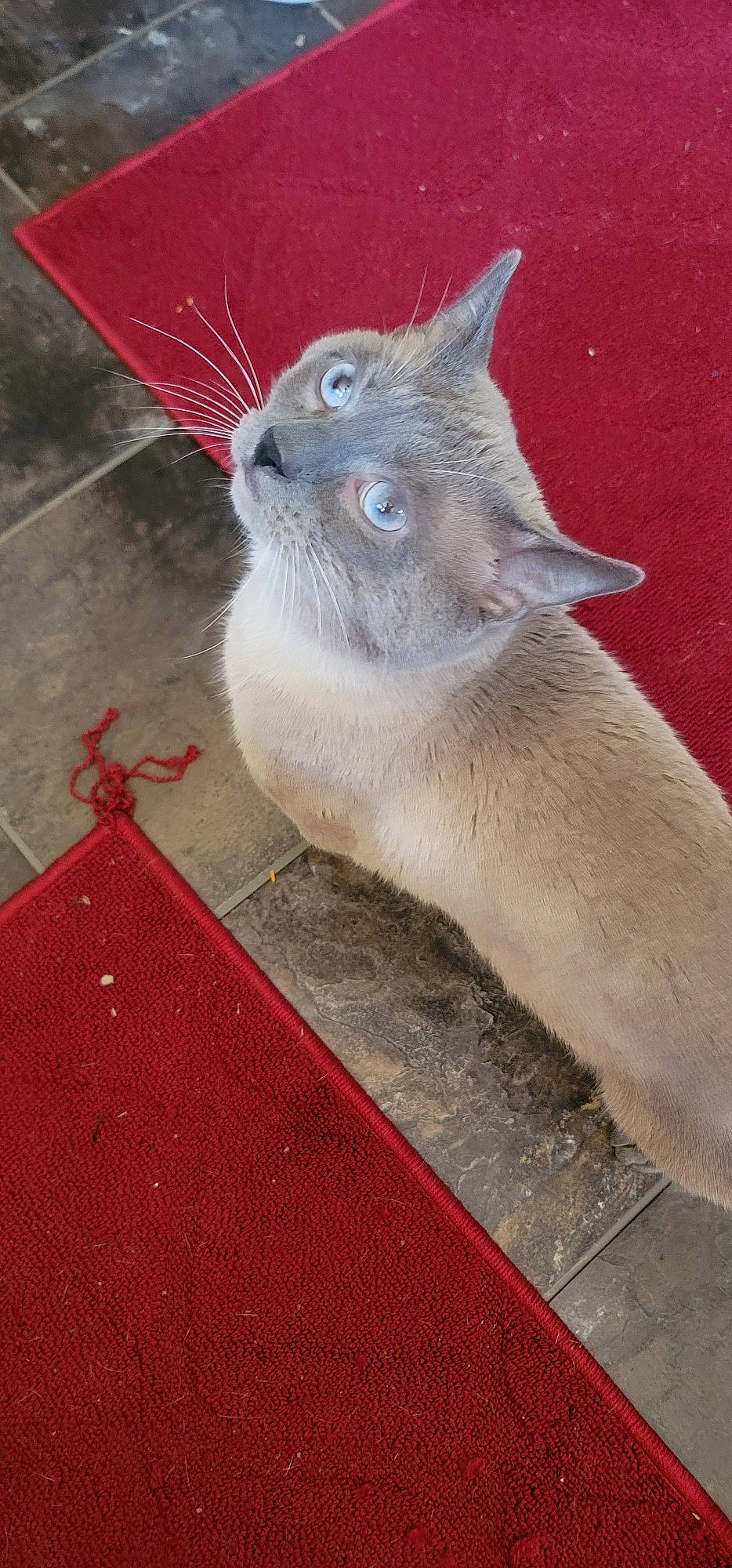 Capone is registered to the contest to win money with this photo: carmine, carnivore, cat, curious, domestic_short_haired_cat, fawn, felidae, flooring, fur, grey, paw, road_surface, russian_blue, small_to_medium_sized_cats, snout, tail, whiskers, wood