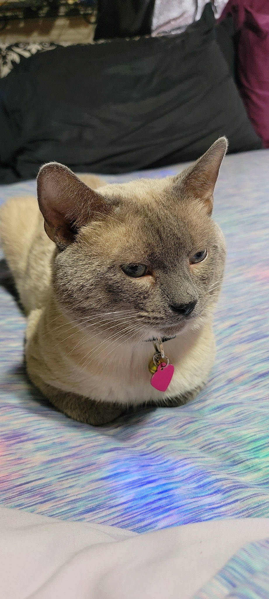 Capone is registered to the contest to win money with this photo: carnivore, cat, cat_bed, cat_supply, claw, comfort, domestic_short_haired_cat, eye, fawn, felidae, fur, russian_blue, small_to_medium_sized_cats, snout, terrestrial_animal, whiskers, wildlife, window