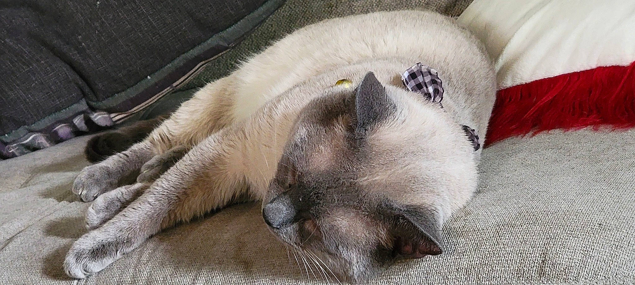 Capone is registered to the contest to win money with this photo: balinese, birman, carnivore, cat, claw, comfort, fawn, felidae, fur, nap, paw, siamese, small_to_medium_sized_cats, snout, terrestrial_animal, thai, whiskers