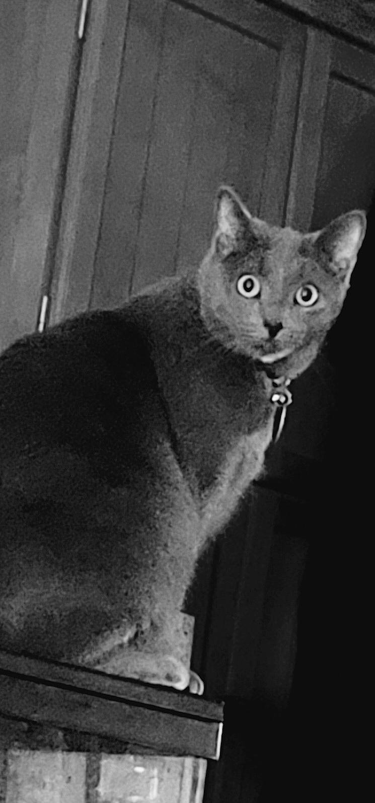 Church joined the competition — help win amazing prizes! carnivore, cat, domestic_short_haired_cat, eye, felidae, fur, grey, monochrome, monochrome_photography, russian_blue, small_to_medium_sized_cats, snout, tail, terrestrial_animal, whiskers, wildlife