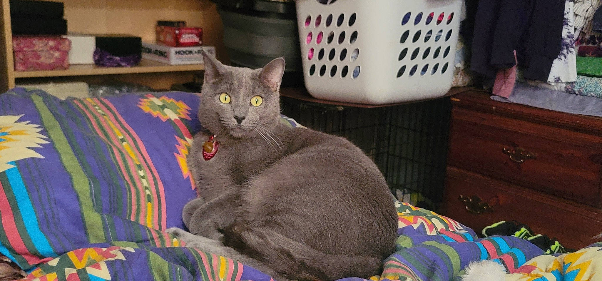 Church is registered to the contest to win money with this photo: cabinetry, carnivore, cat, comfort, corded_phone, domestic_short_haired_cat, felidae, fur, grey, home_appliance, room, russian_blue, small_to_medium_sized_cats, snout, tail, whiskers, window