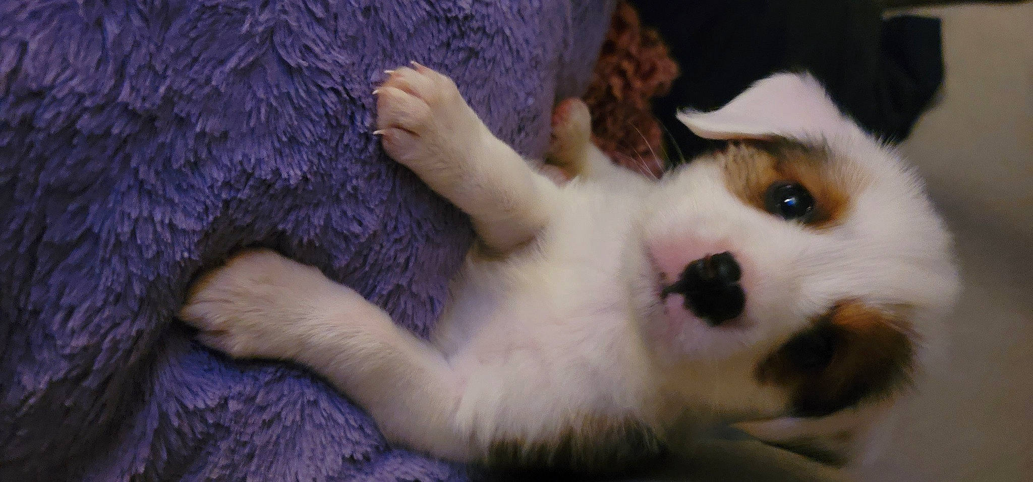 Trinity is registered to the contest to win money with this photo: canidae, carnivore, claw, comfort, companion_dog, dog, dog_breed, fawn, felidae, fur, gesture, paw, small_to_medium_sized_cats, snout, sporting_group, stuffed_toy, tail, toy, toy_dog, whiskers