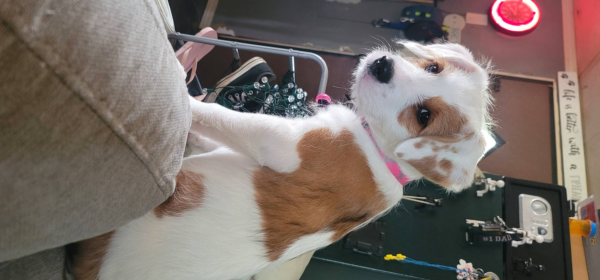 Trinity joined the competition — help win amazing prizes! canidae, car_seat, carnivore, collar, companion_dog, dog, dog_breed, dog_collar, dog_supply, fawn, fur, paw, selfie, snout, sporting_group, stuffed_toy, toy, vehicle_door, whiskers, working_animal