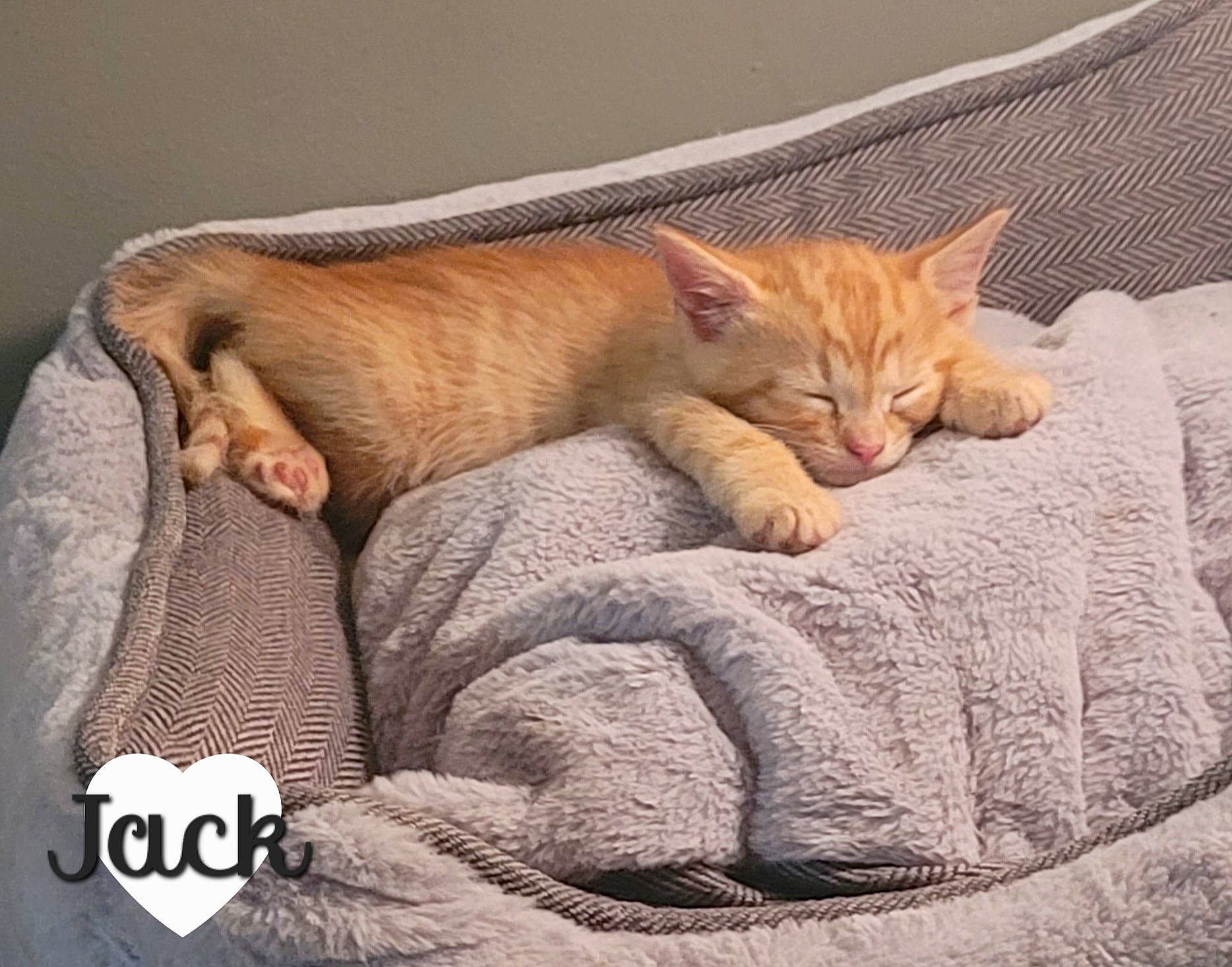 Jack is registered to the contest to win money with this photo: art, bedding, carnivore, cat, claw, comfort, domestic_short_haired_cat, fawn, felidae, fur, linens, nap, paw, photo_caption, small_to_medium_sized_cats, snout, tail, terrestrial_animal, textile, whiskers