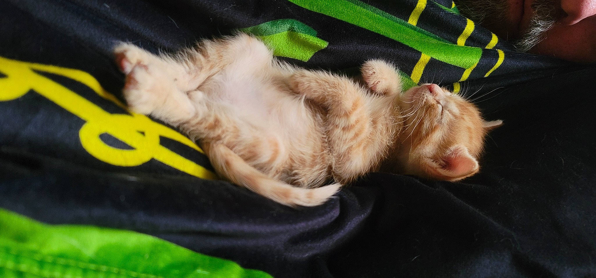 Jack joined the competition — help win amazing prizes! canidae, carnivore, cat, claw, comfort, dog_breed, domestic_short_haired_cat, ear, fawn, felidae, foot, fur, gesture, grass, paw, small_to_medium_sized_cats, sporting_group, tail, whiskers, window