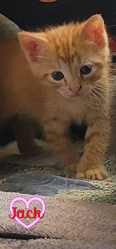 Jack is registered to the contest to win money with this photo: carnivore, cat, claw, domestic_short_haired_cat, fawn, felidae, fur, gesture, paw, photo_caption, small_to_medium_sized_cats, snout, tail, terrestrial_animal, whiskers