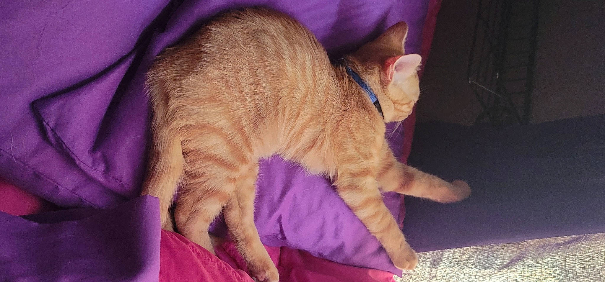 Jack is registered to the contest to win money with this photo: carnivore, cat, claw, comfort, domestic_short_haired_cat, fawn, felidae, fur, gesture, lap, magenta, mammal, paw, pink, purple, small_to_medium_sized_cats, snout, tail, vertebrate, whiskers