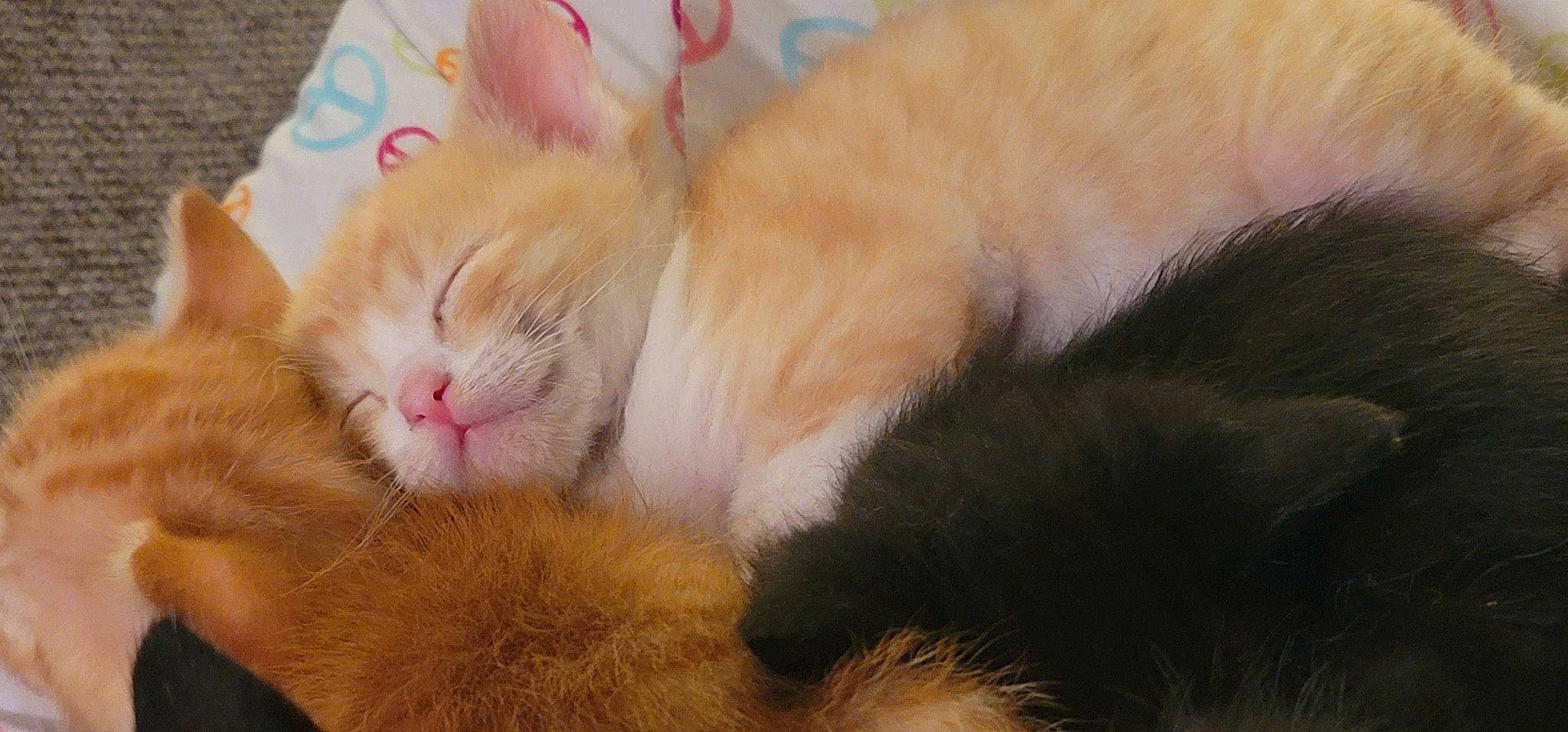 Zero joined the competition — help win amazing prizes! carnivore, cat, claw, comfort, domestic_short_haired_cat, ear, fawn, felidae, foot, fur, nap, paw, peach, sleep, small_to_medium_sized_cats, snout, tail, thread, whiskers, wool