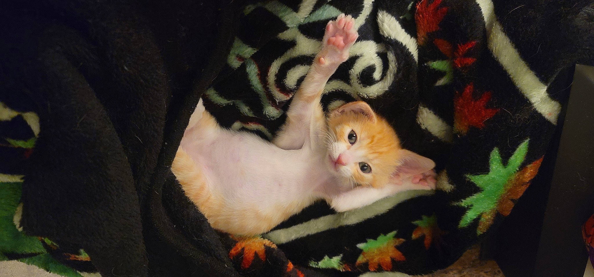 Zero is registered to the contest to win money with this photo: carnivore, cat, claw, comfort, domestic_short_haired_cat, fawn, felidae, fur, pattern, paw, plant, small_to_medium_sized_cats, snout, tail, terrestrial_animal, textile, toy, tree, whiskers, wood