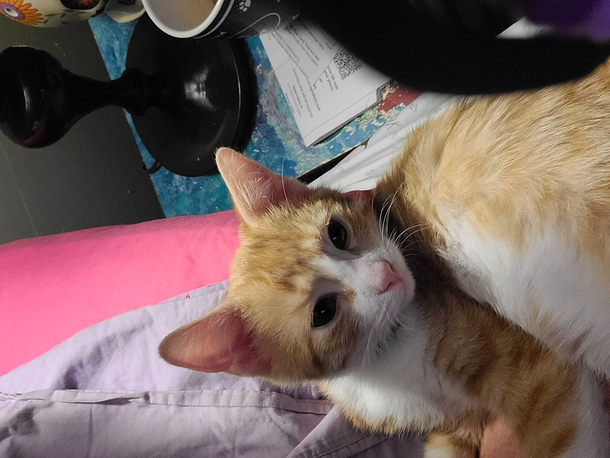 Zero joined the competition — help win amazing prizes! carnivore, cat, claw, comfort, domestic_short_haired_cat, fawn, felidae, fur, kitchen_utensil, paw, serveware, small_to_medium_sized_cats, snout, spoon, tableware, tail, whiskers