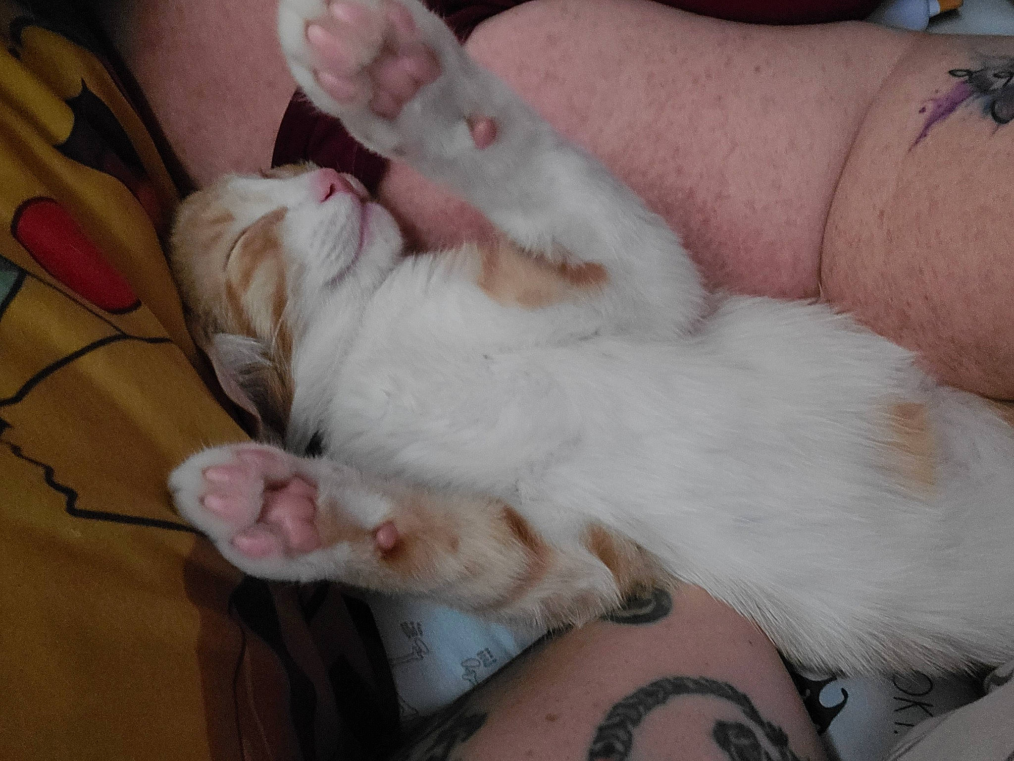 Zero joined the competition — help win amazing prizes! carnivore, cat, claw, comfort, companion_dog, dog_breed, fawn, felidae, finger, foot, fur, gesture, human_leg, nail, paw, skin, small_to_medium_sized_cats, tail, whiskers, wrist