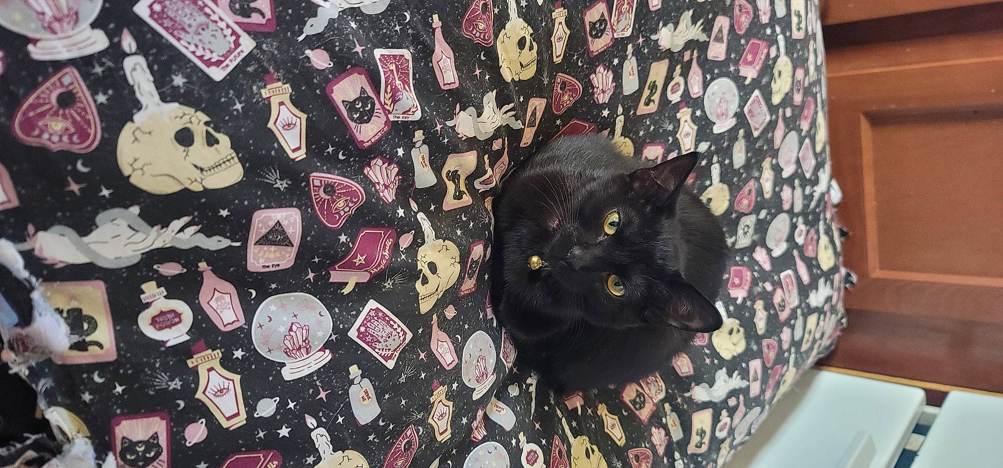 Sally joined the competition — help win amazing prizes! bag, black, black_cat, bombay, button, carmine, carnivore, cat, cat_supply, domestic_short_haired_cat, fashion_accessory, felidae, grey, linens, pattern, plant, room, small_to_medium_sized_cats, visual_arts, whiskers