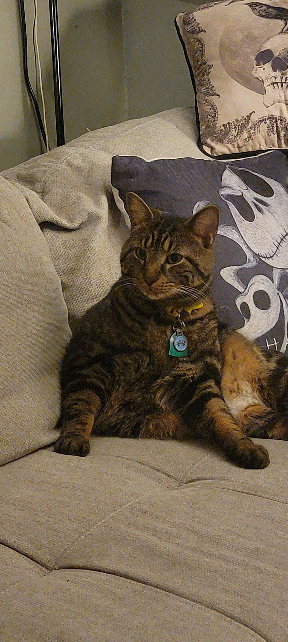 Bear joined the competition — help win amazing prizes! bedding, carnivore, cat, claw, comfort, domestic_short_haired_cat, fawn, felidae, fur, grey, linens, paw, pillow, sitting, small_to_medium_sized_cats, snout, tail, terrestrial_animal, throw_pillow, whiskers