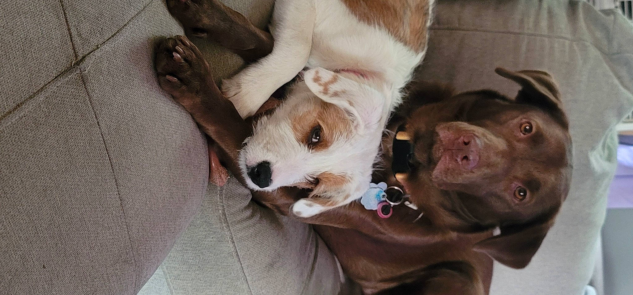 Karma is registered to the contest to win money with this photo: canidae, carnivore, collar, companion_dog, dog, dog_breed, dog_collar, ear, fawn, fur, liver, non_sporting_group, paw, puppy_love, snout, sporting_group, toy_dog, watch, whiskers, working_animal