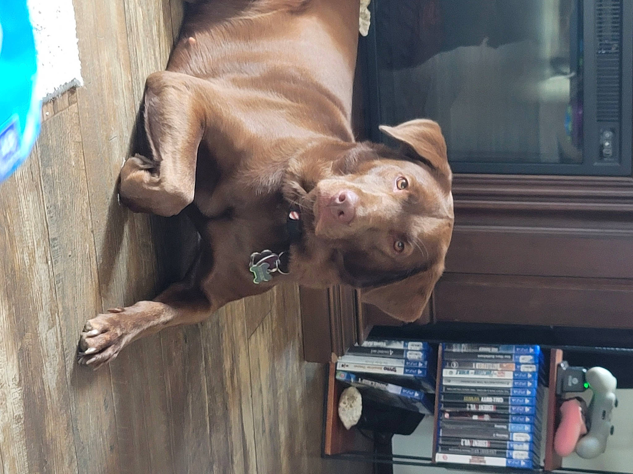 Karma is registered to the contest to win money with this photo: art, artifact, bronze, bronze_sculpture, canidae, carving, display_device, fawn, flesh, fun, machine, metal, sculpture, snout, sporting_group, statue, visual_arts, wood, working_animal