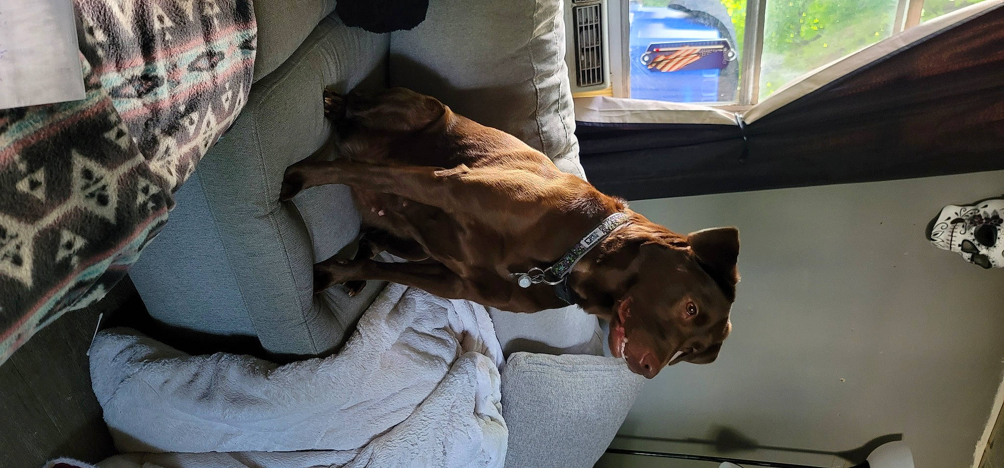 Karma joined the competition — help win amazing prizes! canidae, carnivore, collar, comfort, companion_dog, dog, dog_breed, dog_collar, dog_supply, ear, fawn, felidae, liver, mammal, small_to_medium_sized_cats, snout, sporting_group, table, whiskers, working_animal