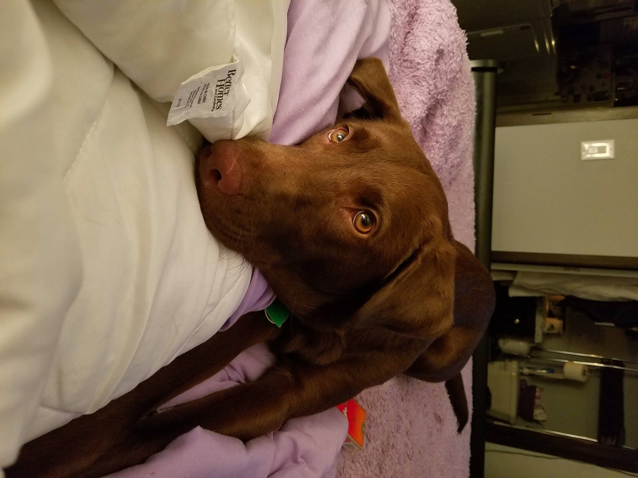 Karma joined the competition — help win amazing prizes! canidae, carnivore, collar, comfort, companion_dog, dog, dog_breed, ear, fawn, gesture, guard_dog, liver, service, snout, sporting_group, television, working_animal, wrinkle