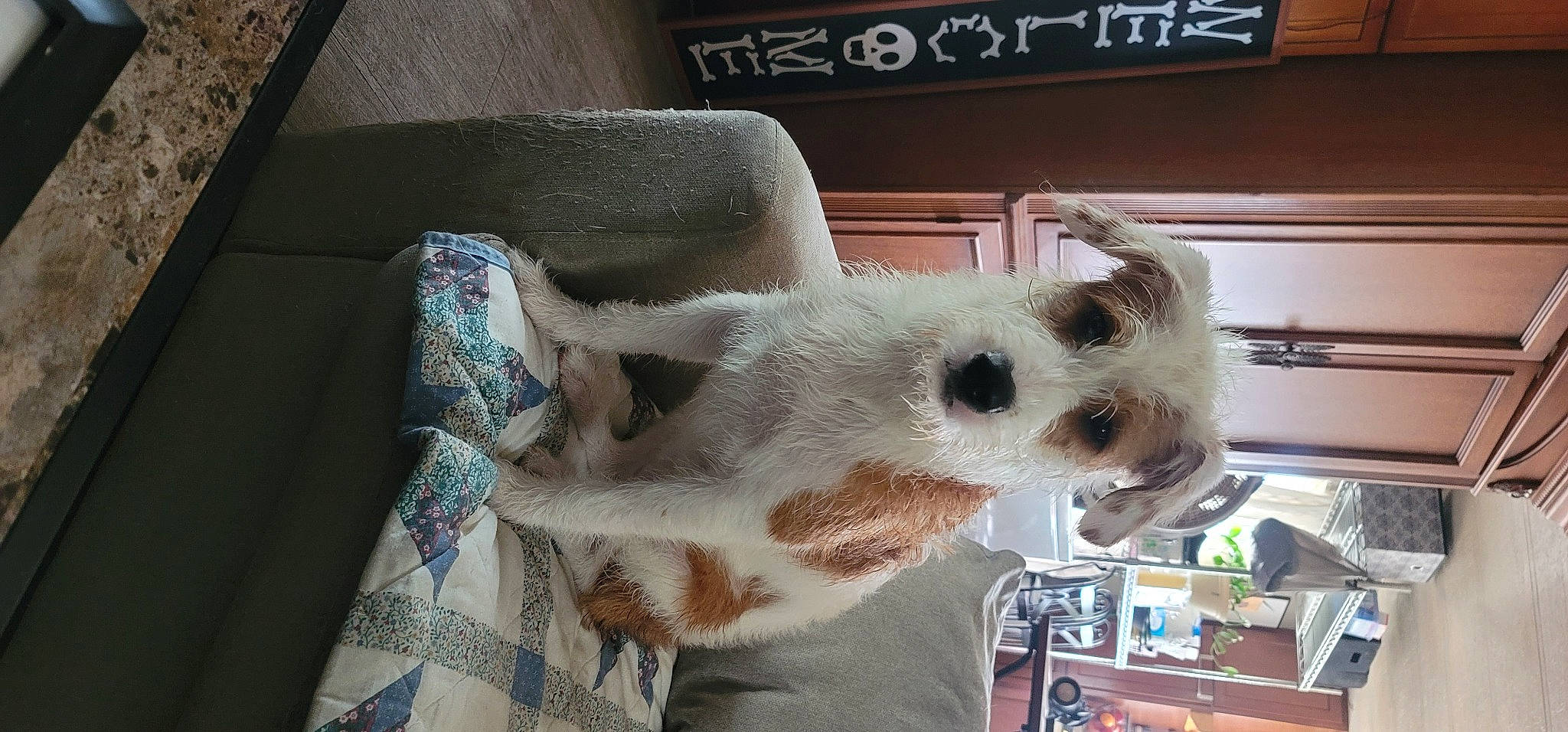 Trinity is registered to the contest to win money with this photo: canidae, carnivore, comfort, companion_dog, couch, dog, dog_breed, fawn, felidae, fur, linens, pattern, small_to_medium_sized_cats, snout, stuffed_toy, terrestrial_animal, toy_dog, wheel, whiskers, working_animal