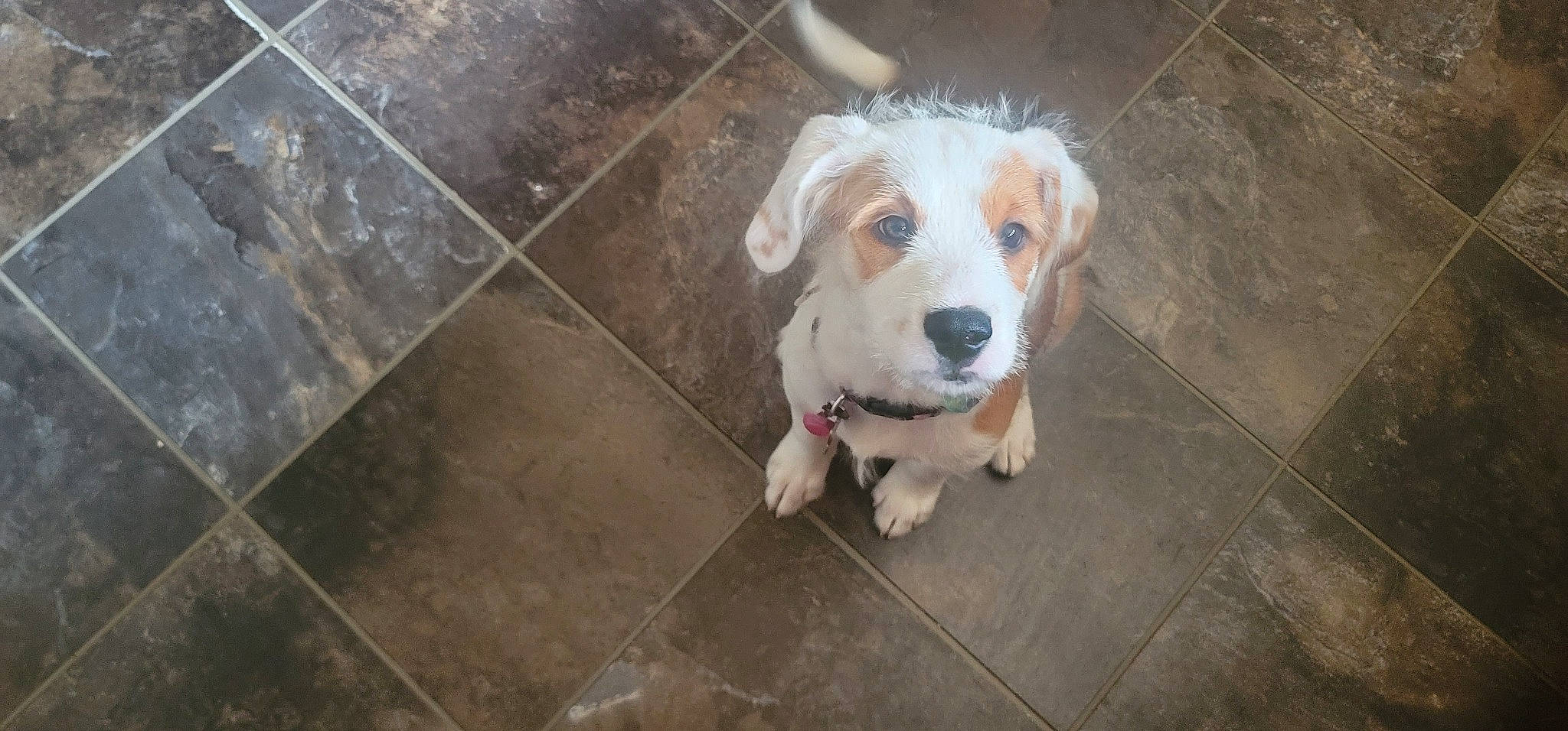 Trinity joined the competition — help win amazing prizes! ball, canidae, carnivore, companion_dog, concrete, dog, dog_breed, fawn, flooring, leash, non_sporting_group, road_surface, sporting_group, street_dog, tile_flooring, whiskers, working_animal