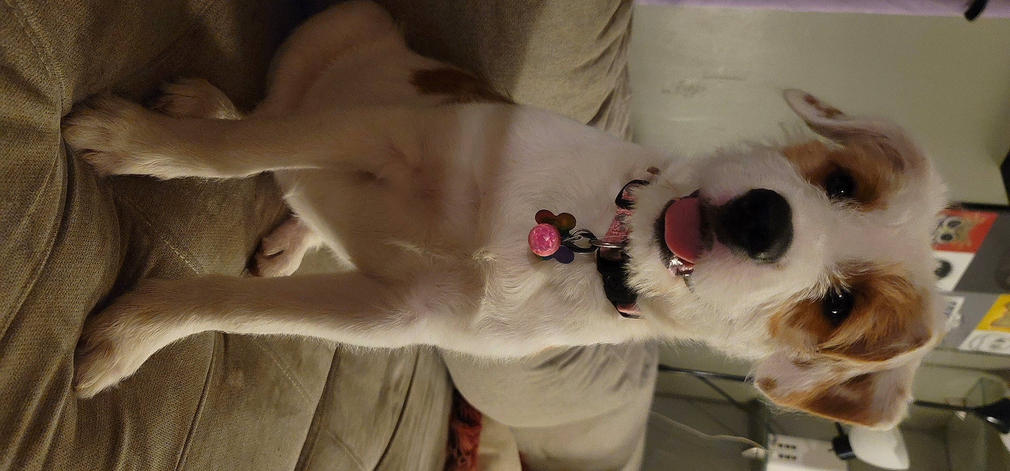 Trinity is registered to the contest to win money with this photo: carnivore, chest, comfort, companion_dog, dog, dog_breed, ear, eyewear, fawn, felidae, fur, gesture, human_leg, paw, small_to_medium_sized_cats, snout, sunglasses, trunk, vision_care, whiskers