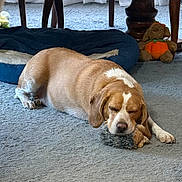 Oliver is registered to the contest to win money with this photo: dog, sleeping, toy, carpet, indoor, bed, plush_toy, brown_dog, resting, cozy, furniture_leg, curtains, pet_bed, relaxed, domestic, canine, floor, nap, cute, animal