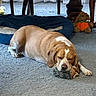 dog, sleeping, toy, carpet, indoor, bed, plush_toy, brown_dog, resting, cozy, furniture_leg, curtains, pet_bed, relaxed, domestic, canine, floor, nap, cute, animal
