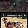 dog, catahoula_leopard_dog, animal, pet, outdoor, garden, bamboo, stone_sculpture, red_stone, standing, alert, canine, breed_information, phone_screen, text_overlay, technology, nature, grass, portrait, background