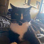 Moony is registered to the contest to win money with this photo: air_conditioner, animal, bed, black_and_white, cat, cozy, curious, cute, domestic, fur, furniture, home, indoor, paw, pet, relaxed, resting, tuxedo_cat, whiskers, window