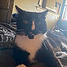 cat, tuxedo_cat, whiskers, bed, indoor, window, air_conditioner, furniture, relaxed, pet, animal, fur, black_and_white, cozy, resting, domestic, cute, paw, curious, home