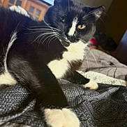 Moony joined the competition — help win amazing prizes! cat, black_and_white, paw, whiskers, indoor, blanket, feline, pet, curious, fur, cozy, relaxed, animal, close_up, home, resting, texture, looking, cute, mammal