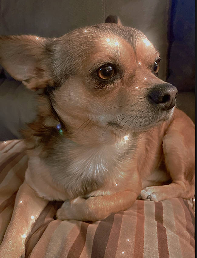 Chewy joined the competition — help win amazing prizes! canidae, carnivore, chihuahua, companion_dog, dog, dog_breed, ear, fawn, fur, sporting_group, terrestrial_animal, toy_dog, whiskers, working_animal