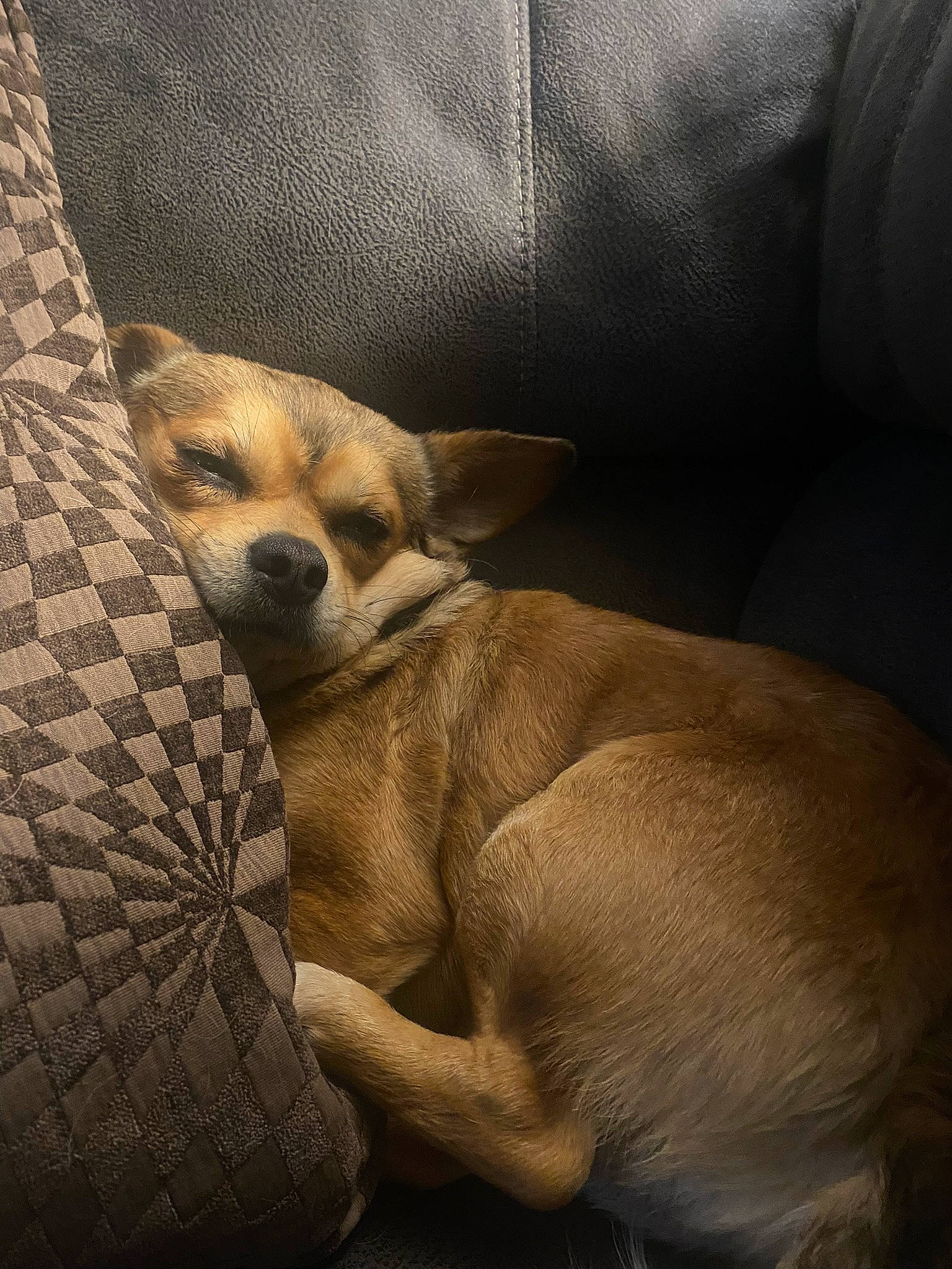 Chewy joined the competition — help win amazing prizes! canidae, carnivore, comfort, companion_dog, dog, dog_breed, dog_supply, fawn, fur, linens, nap, paw, snout, sporting_group, terrestrial_animal, tints_and_shades, toy_dog, whiskers, wildlife, working_animal