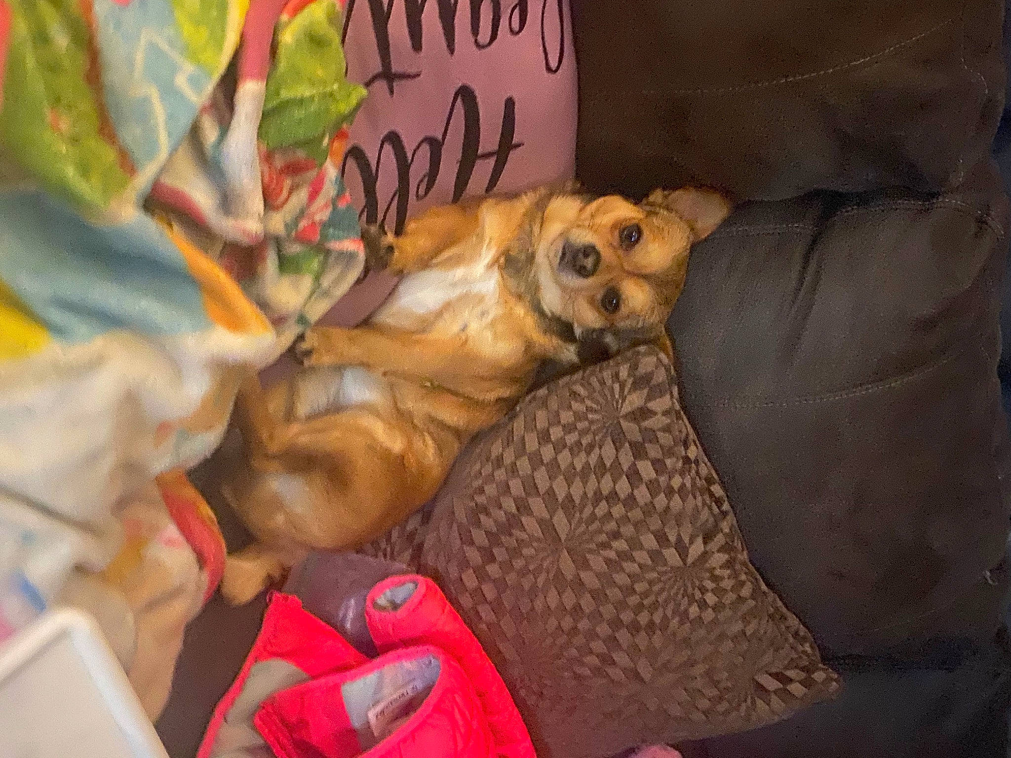 Chewy joined the competition — help win amazing prizes! bed, canidae, carnivore, chihuahua, comfort, companion_dog, corgi_chihuahua, dog, dog_breed, dog_supply, fawn, fur, handwriting, linens, paw, puppy, room, sporting_group, toy_dog, working_animal