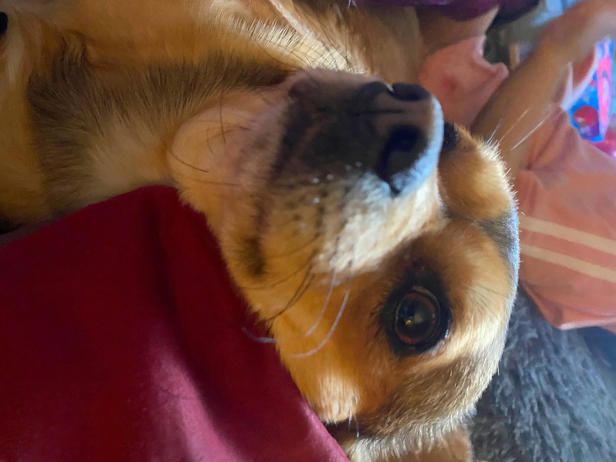 Chewy is registered to the contest to win money with this photo: canidae, carnivore, chihuahua, companion_dog, dog, dog_breed, ear, fawn, fur, mammal, paw, pomeranian, puppy_love, snout, spitz, sporting_group, toy_dog, vertebrate, whiskers, working_animal