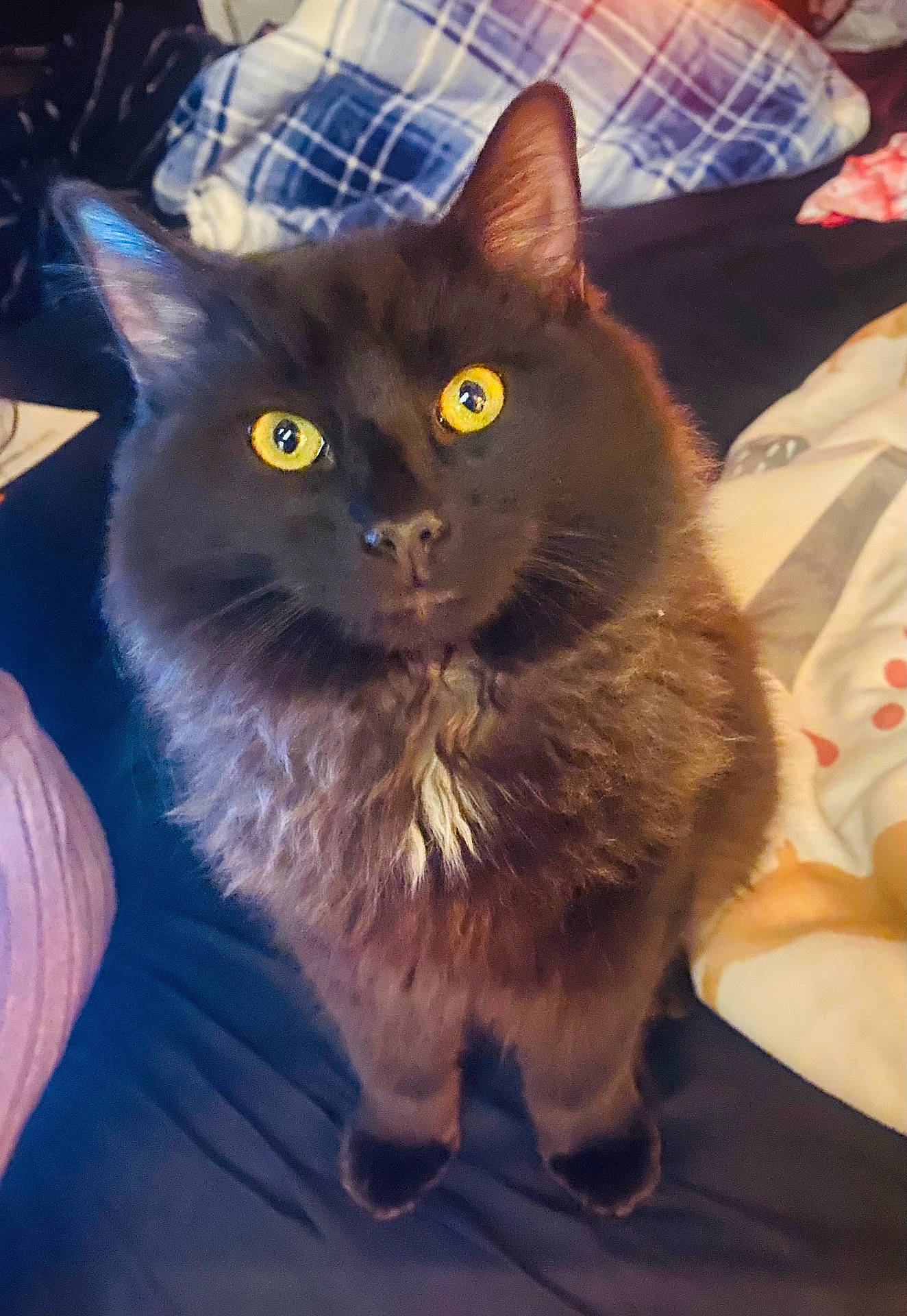 Chubby is registered to the contest to win money with this photo: abyssinian, angora, animal, bed, blackcat, blanket, cat, cushion, furniture, homedecor, kitten, manx, pet, siamese