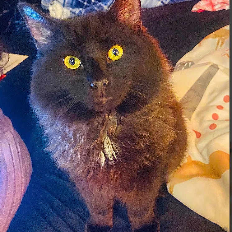 Chubby is registered to the contest to win money with this photo: abyssinian, angora, animal, bed, blackcat, blanket, cat, couch, cushion, furniture, homedecor, indoors, kitten, manx, pet, siamese