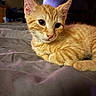 Travis joined the competition — help win amazing prizes! cat, kitten, orange_tabby, feline, pet, animal, portrait, lying_down, bed, blanket, indoors, bedroom, striped_fur, whiskers, ears, eyes, nose, curious, cute, photograph