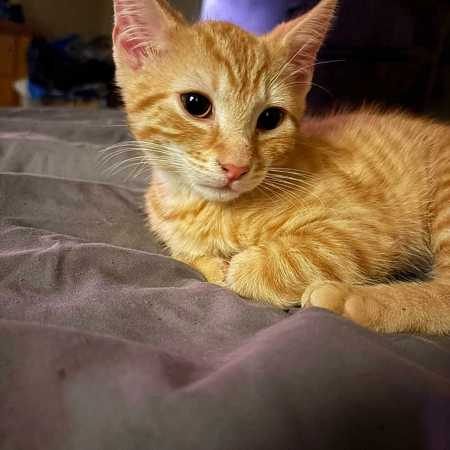 Travis joined the competition — help win amazing prizes! cat, kitten, orange_tabby, feline, pet, animal, portrait, lying_down, bed, blanket, indoors, bedroom, striped_fur, whiskers, ears, eyes, nose, curious, cute, photograph