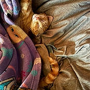 Travis joined the competition — help win amazing prizes! cat, kitten, orange_cat, sleeping, cute, pet, animal, furry, whiskers, closed_eyes, pink_nose, tail, blanket, bed, cozy, indoors, relaxed, portrait, colorful, textile